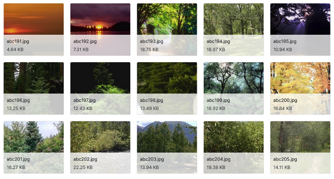 Figure 1: Examples of images from the dataset.